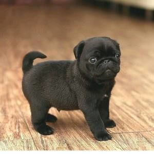 Meet your Posher, Thalia